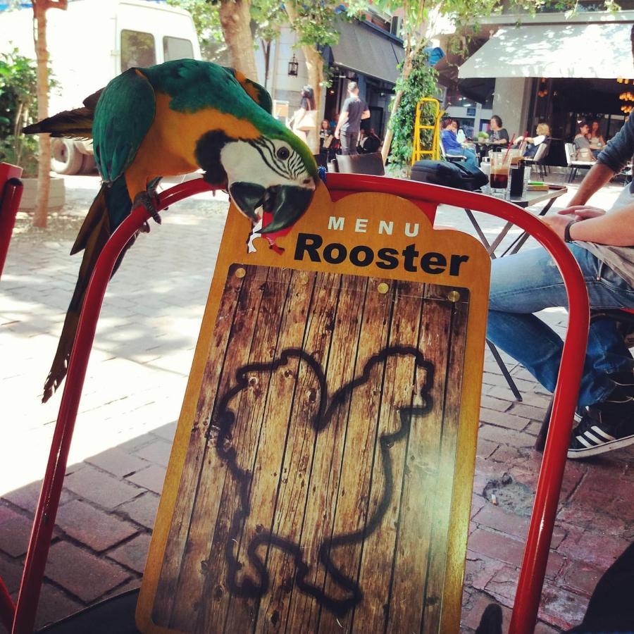 Rooster Suites Athen Eksteriør bilde